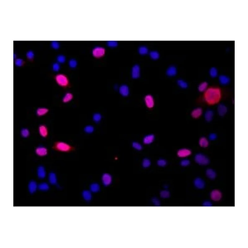 Merck Anti-DGCR8 (N-terminal) antibody produced in rabbit