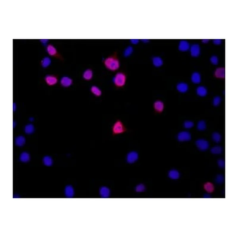 Merck Anti-DGCR8 (C-terminal) antibody produced in rabbit