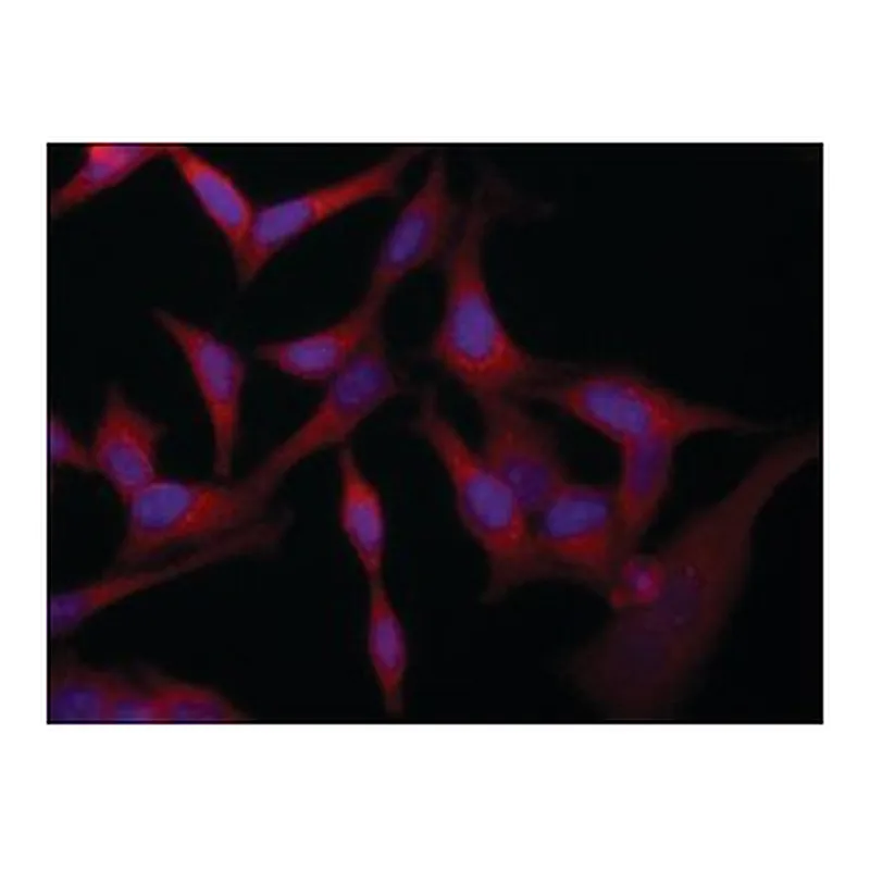 Merck Anti-VAC14 (C-terminal) antibody produced in rabbit