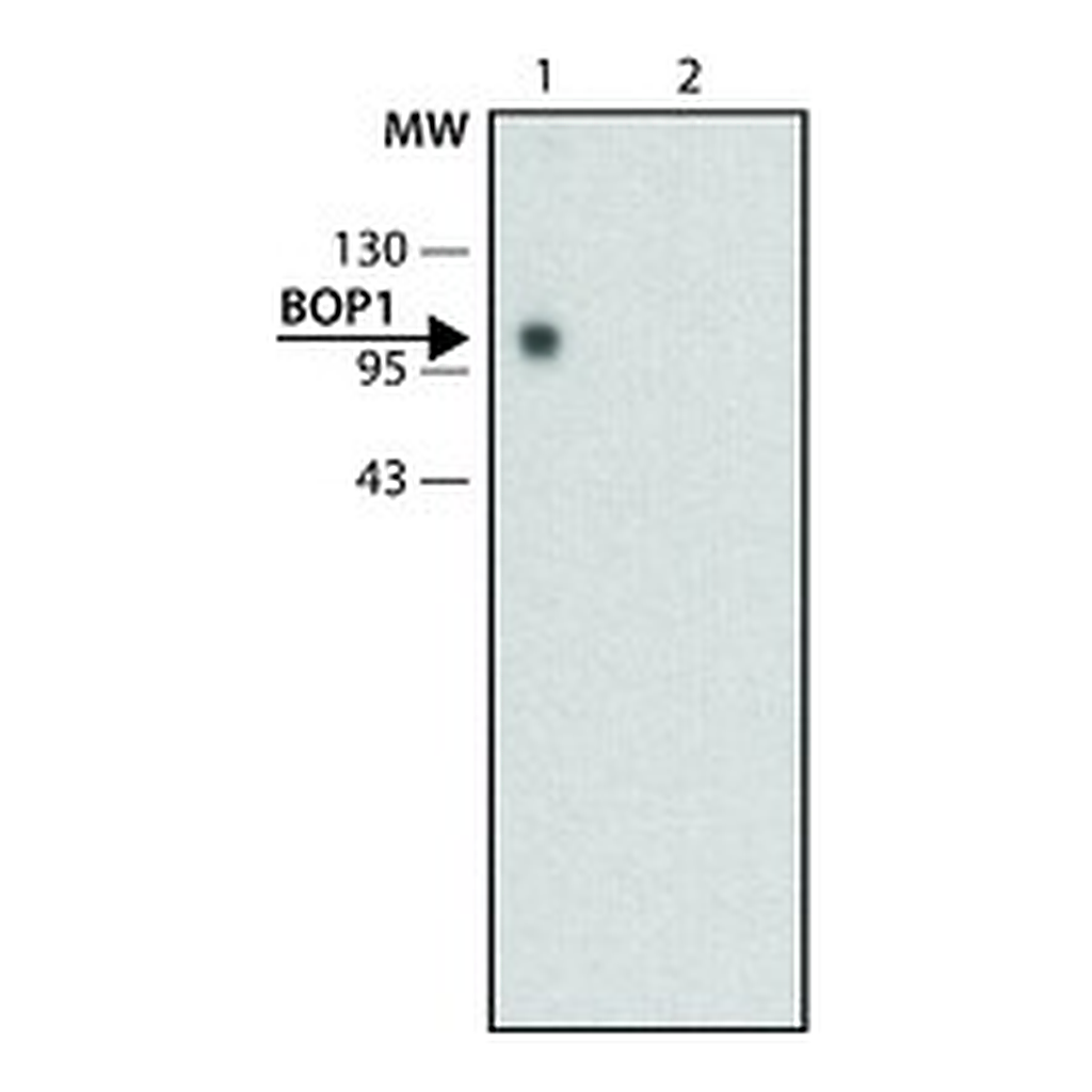 Merck Monoclonal Anti-BOP1 antibody produced in rat