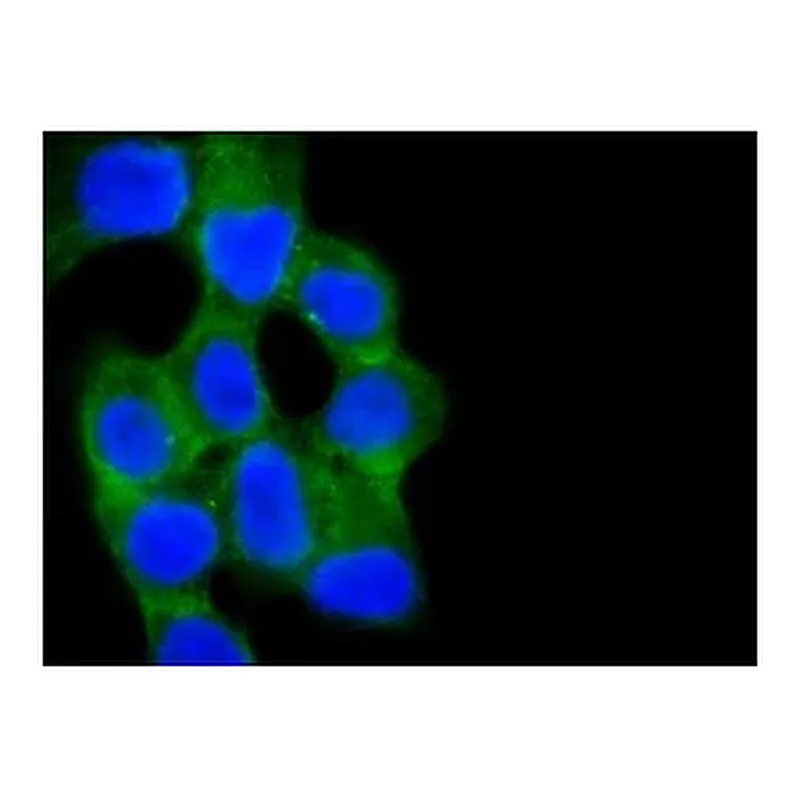 Merck Anti-Rab13 (C-terminal) antibody produced in rabbit