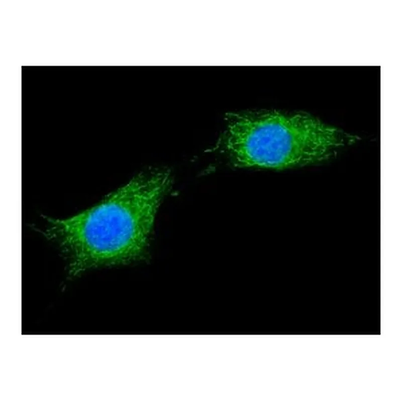 Merck Anti-XTP3-B antibody produced in rabbit