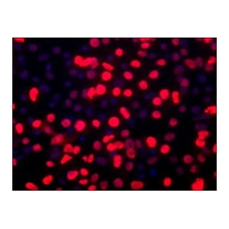 Merck Anti-BMI1 (C-terminal) antibody produced in rabbit