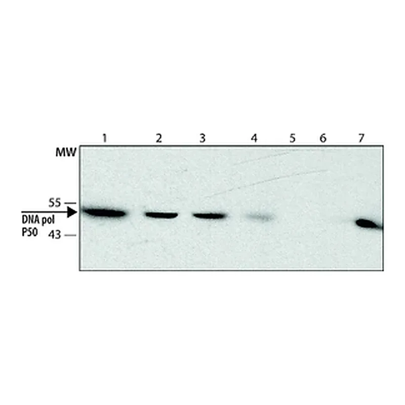 Merck Anti-DNA polymerase δ p50 antibody, Rat monoclonal