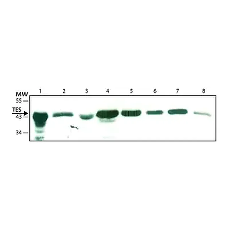 Merck Anti-TES antibody ,Mouse monoclonal