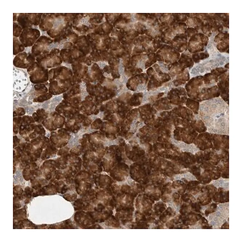 Merck Anti-CTBP2 antibody produced in rabbit