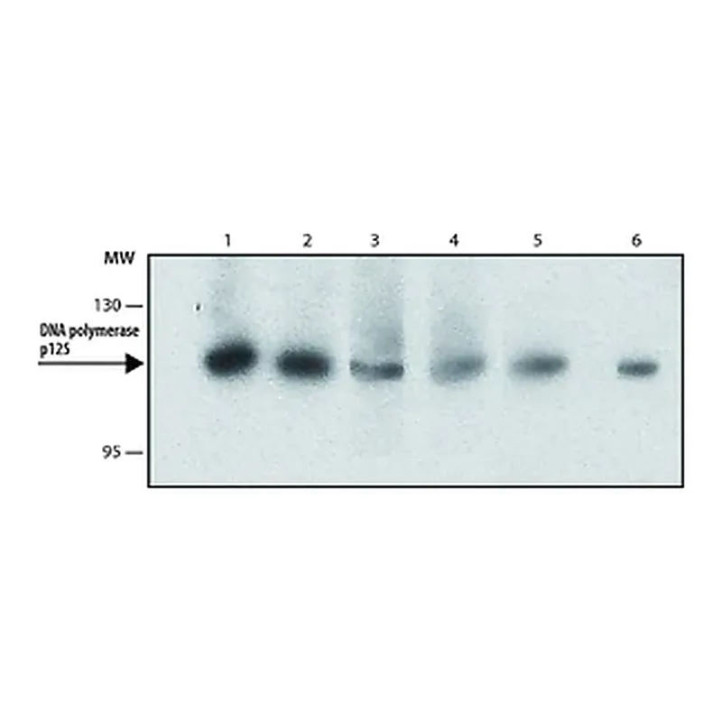 Merck Anti-DNA polymerase δ p125 antibody, Rat monoclonal
