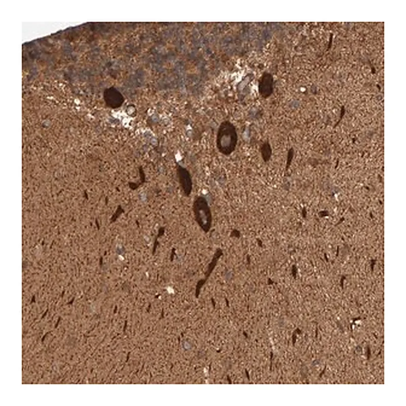 Merck Anti-SYNRG antibody produced in rabbit