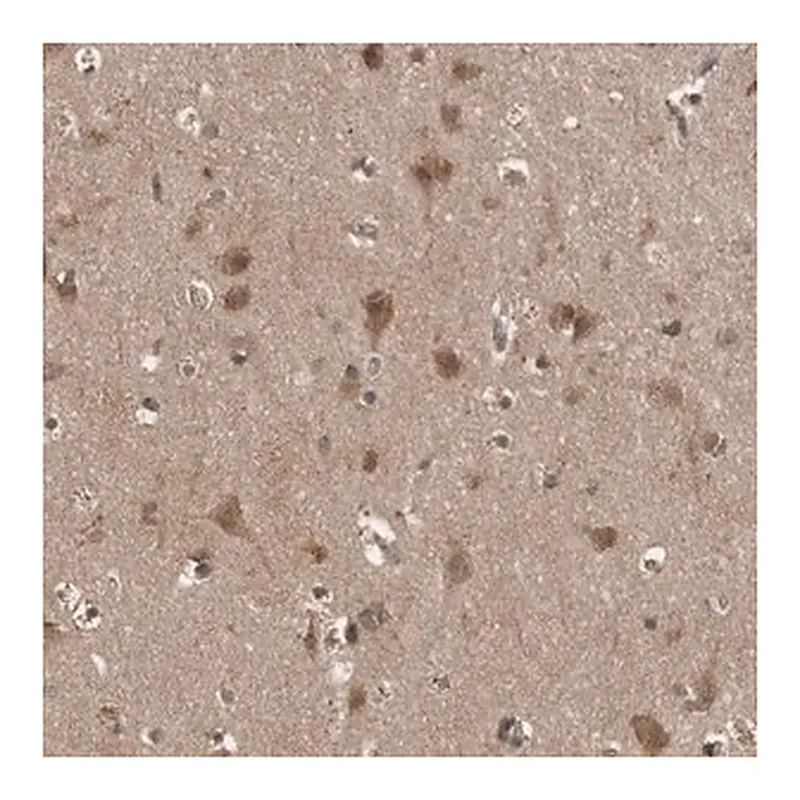 Merck Anti-LLGL1 antibody produced in rabbit