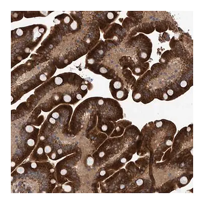 Merck Anti-B3GNTL1 antibody produced in rabbit