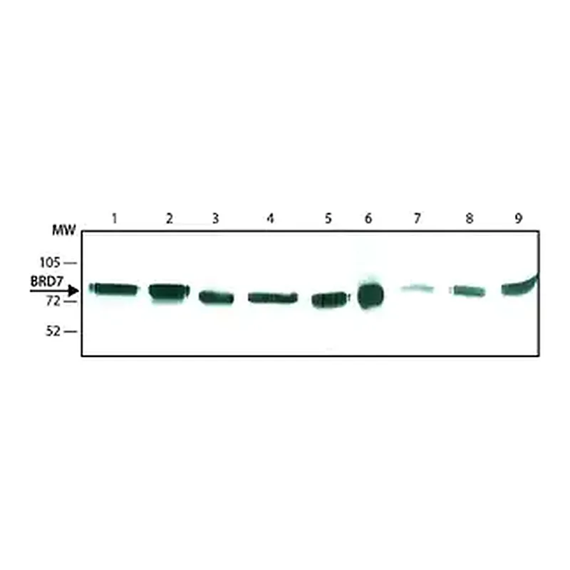 Merck Anti-BRD7 antibody, Rat monoclonal