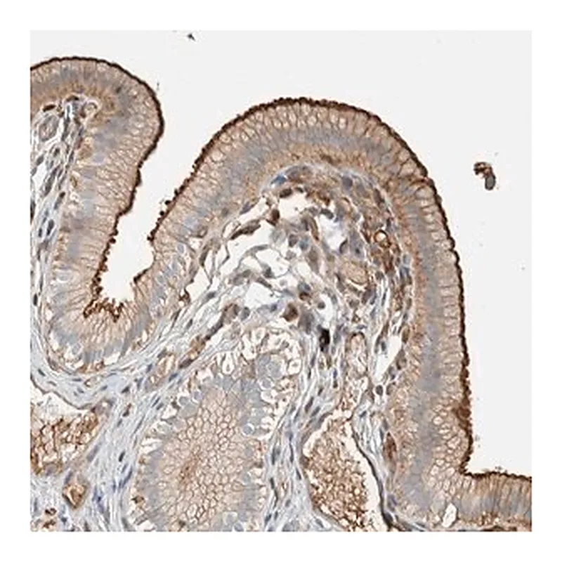 Merck Anti-CTBP2 antibody produced in rabbit