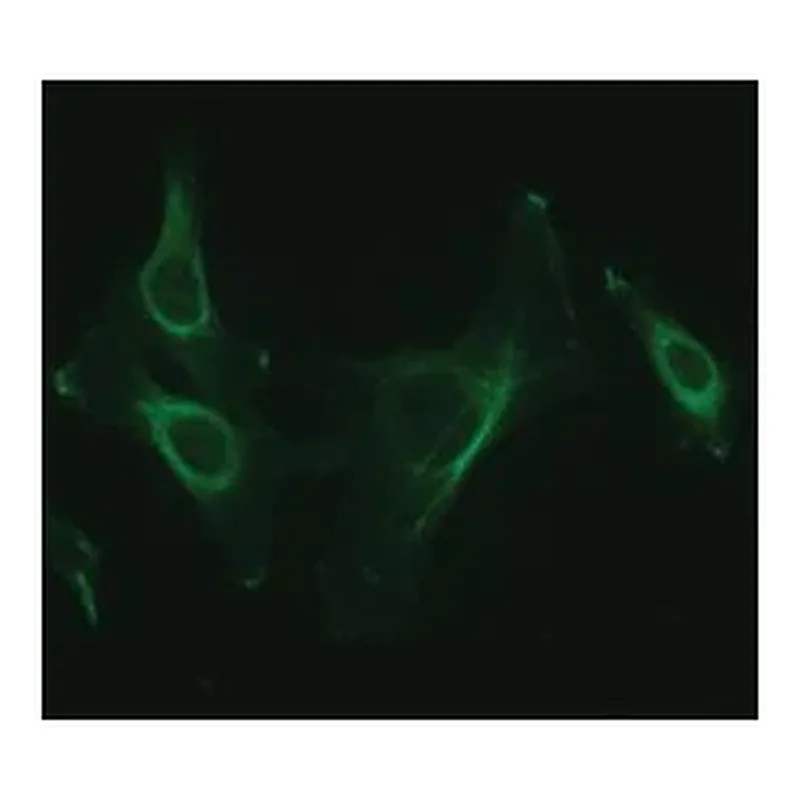 Merck Anti-NUCB2 (C-terminal) antibody produced in rabbit