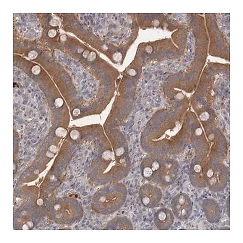 Merck Anti-CTBS antibody produced in rabbit