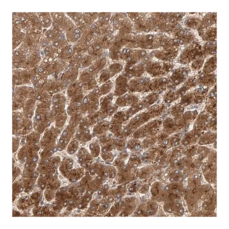 Merck Anti-ZNF160 antibody produced in rabbit