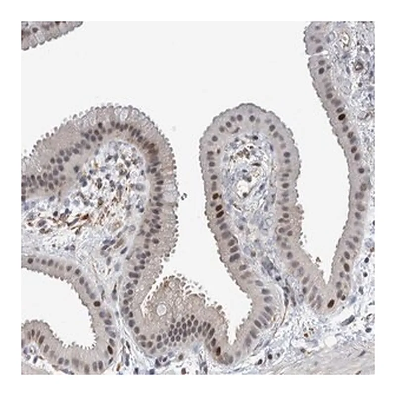 Merck Anti-MSL1 antibody produced in rabbit