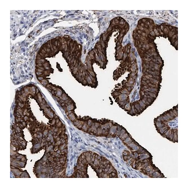 Merck Anti-C17orf74 antibody produced in rabbit