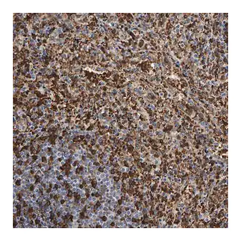 Merck Anti-VPS9D1 antibody produced in rabbit
