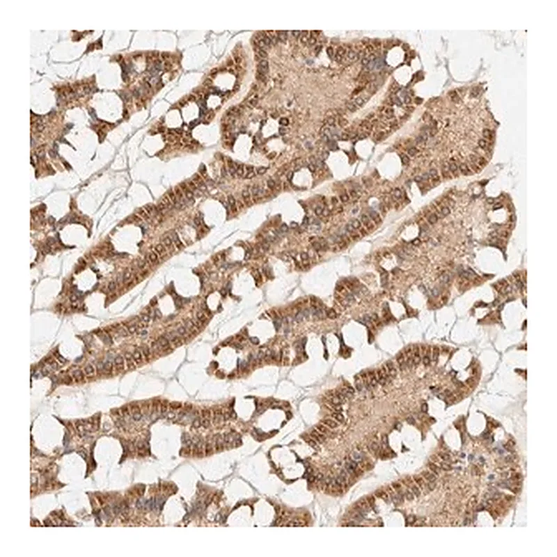 Merck Anti-NT5C antibody produced in rabbit