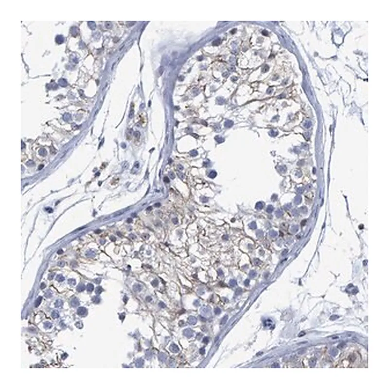 Merck Anti-PROCA1 antibody produced in rabbit