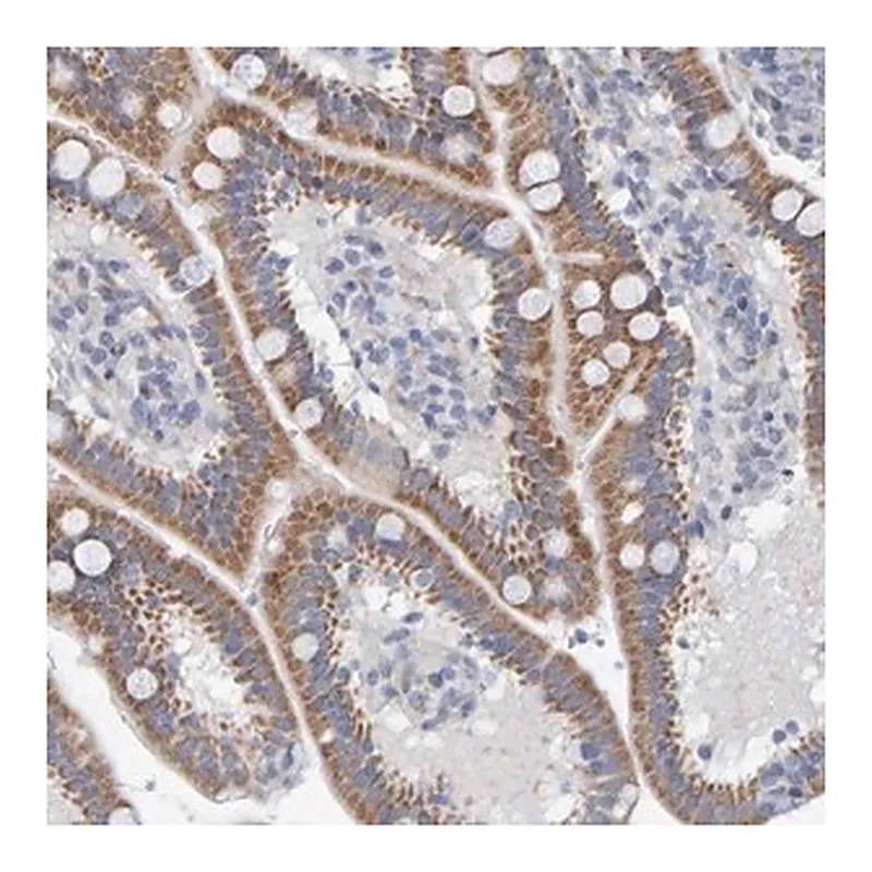Merck Anti-ZC3H3 antibody produced in rabbit