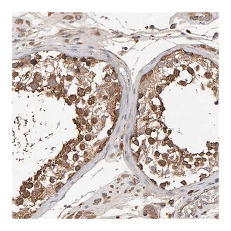 Merck Anti-RNF19A antibody produced in rabbit