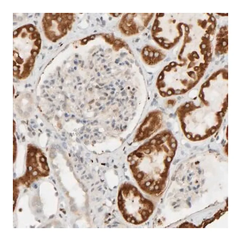 Merck Anti-FMO1 antibody produced in rabbit