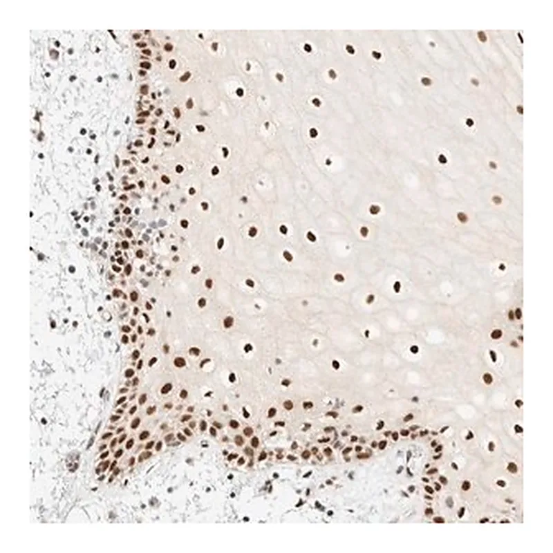 Merck Anti-PYGO2 antibody produced in rabbit