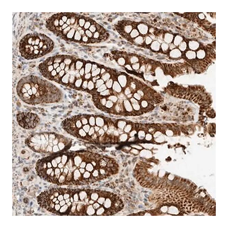 Merck Anti-KIFAP3 antibody produced in rabbit