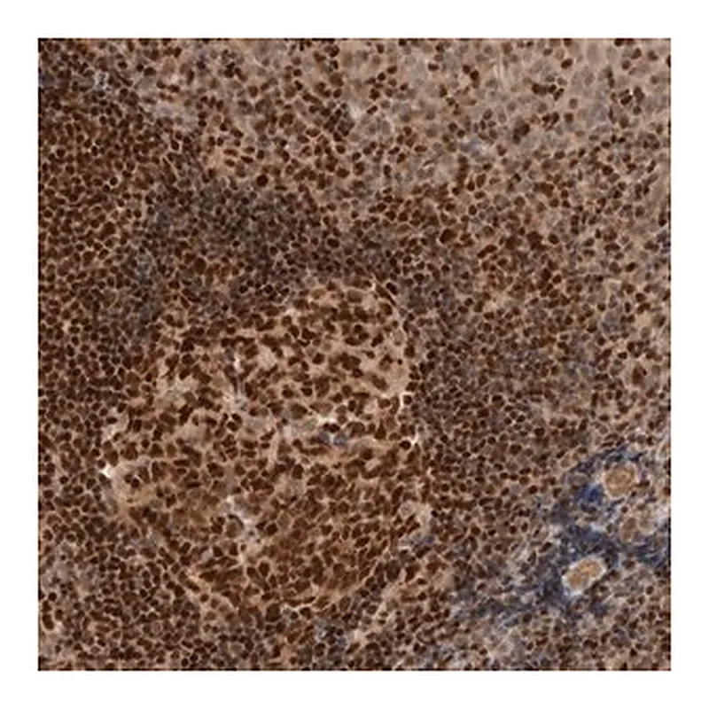 Merck Anti-C8orf76 antibody produced in rabbit