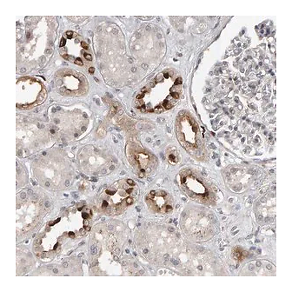 Merck Anti-IPO8 antibody produced in rabbit