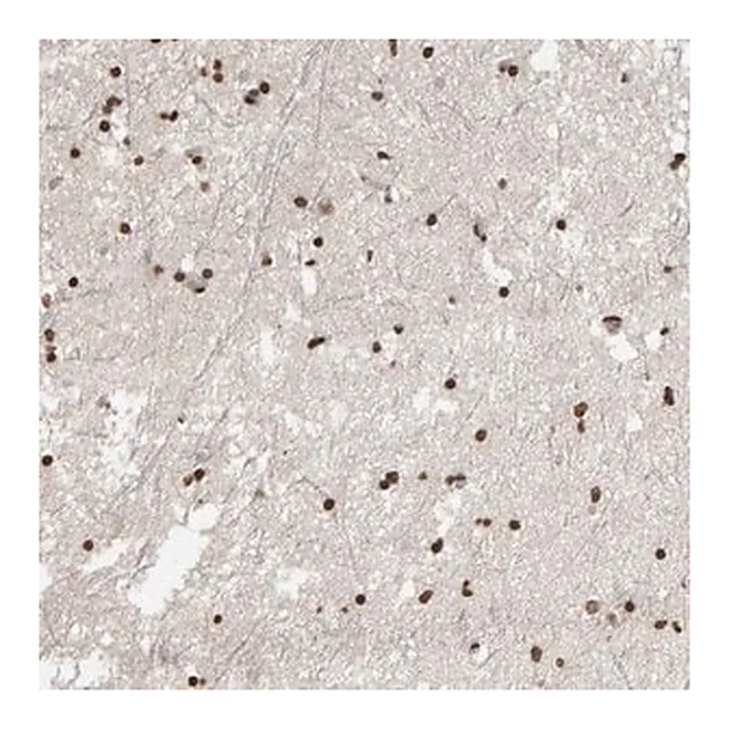 Merck Anti-AFF4 antibody produced in rabbit