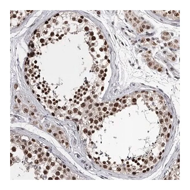 Merck Anti-DMTF1 antibody produced in rabbit