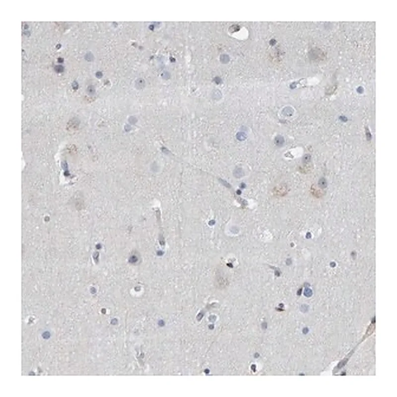 Merck Anti-MMP16 antibody produced in rabbit