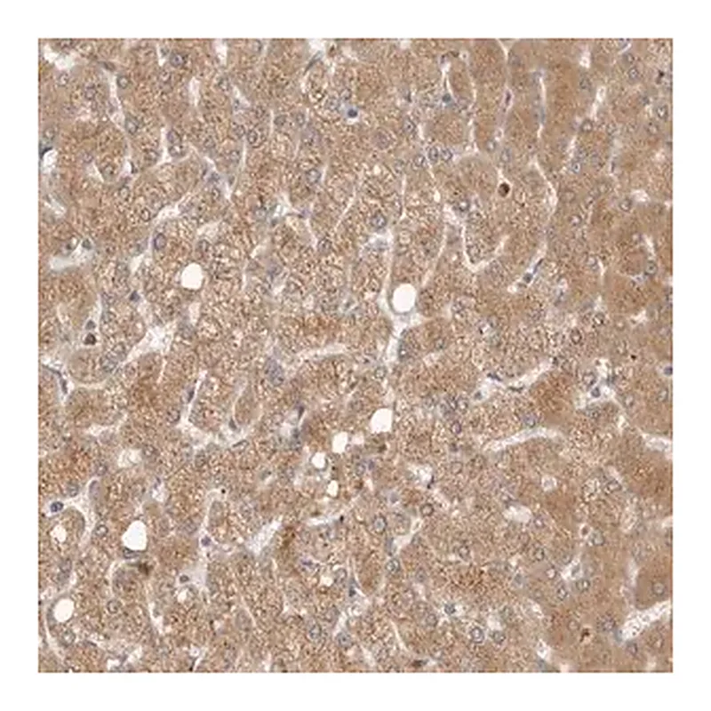 Merck Anti-GNE antibody produced in rabbit