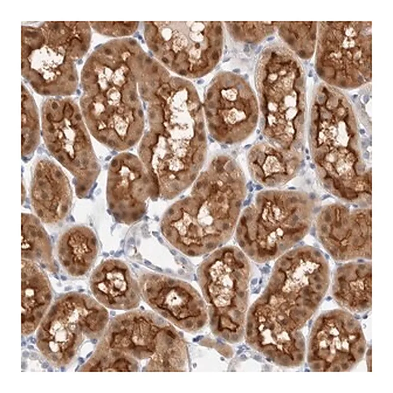Merck Anti-METRNL antibody produced in rabbit