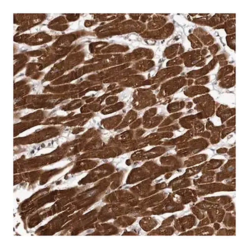 Merck Anti-ABL1 antibody produced in rabbit