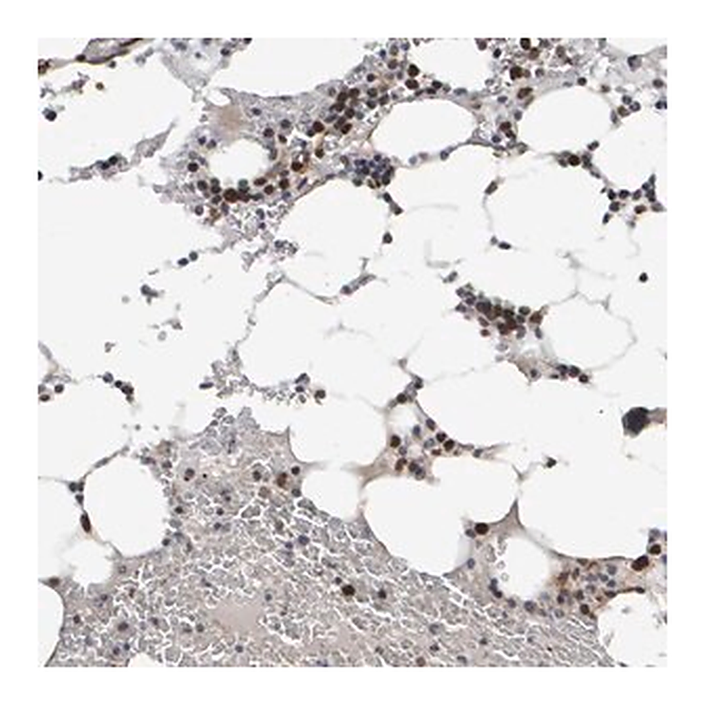 Merck Anti-CDCA5 antibody produced in rabbit
