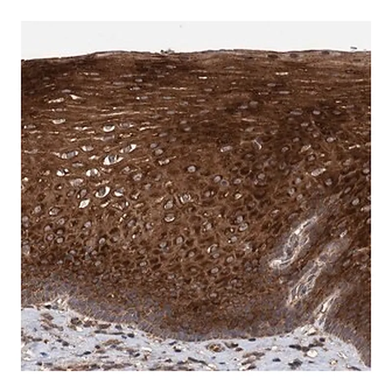 Merck Anti-TRIM16 antibody produced in rabbit