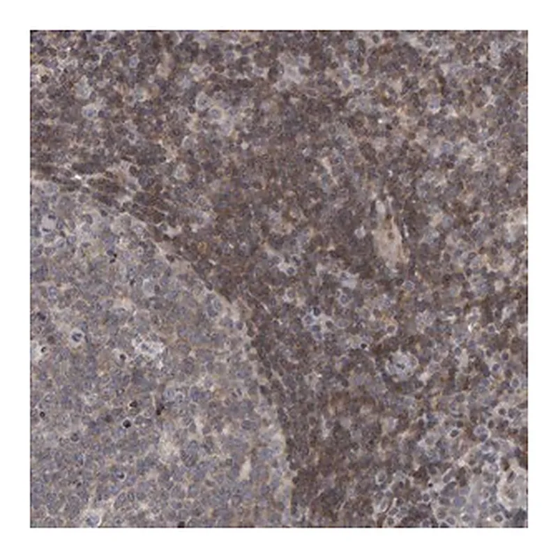 Merck Anti-TEFM antibody produced in rabbit