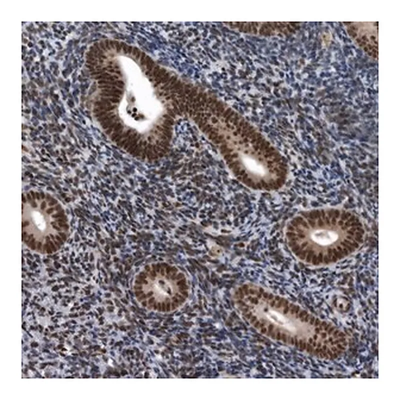 Merck Anti-SENP7 antibody produced in rabbit