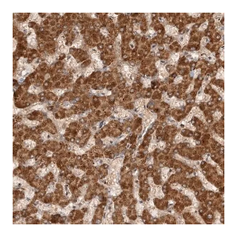 Merck ANTI-SWT1 antibody produced in rabbit