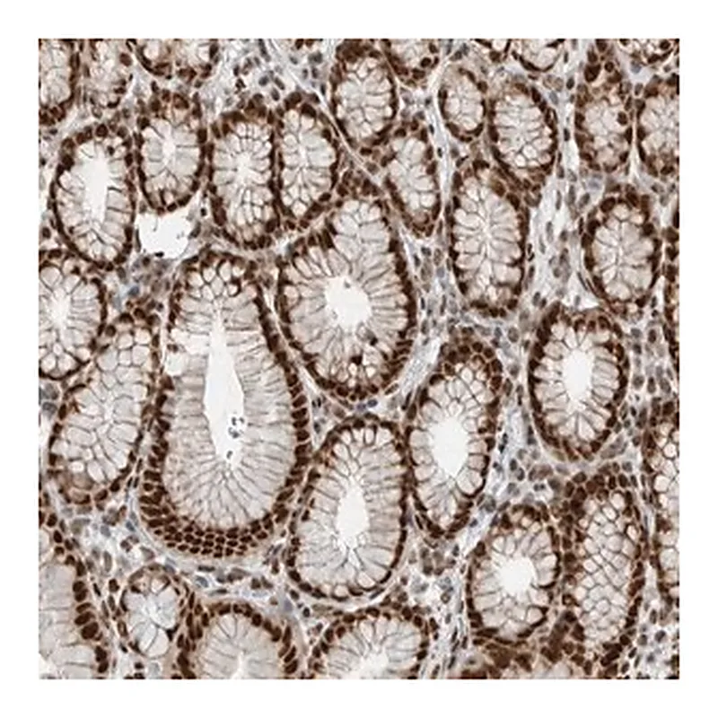 Merck Anti-BLZF1 antibody produced in rabbit