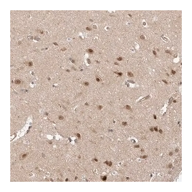 Merck Anti-DCAF8 antibody produced in rabbit