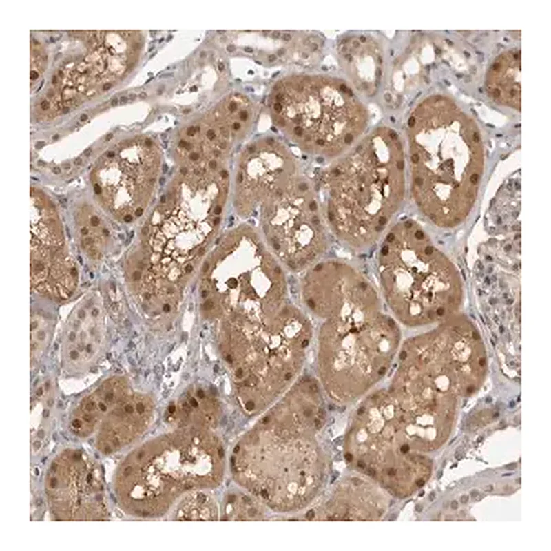 Merck Anti-UROD antibody produced in rabbit