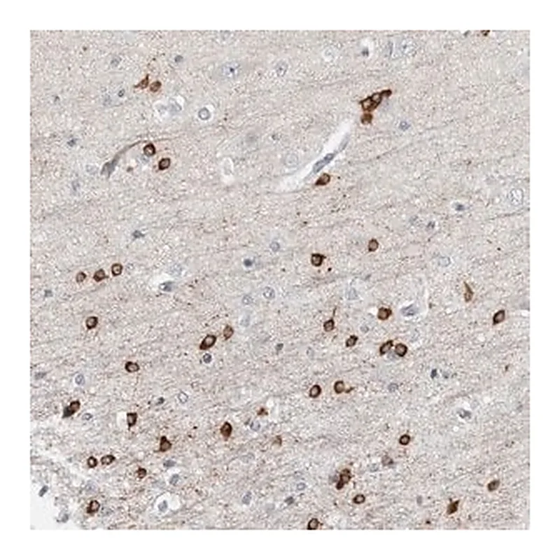 Merck Anti-HIPK4 antibody produced in rabbit