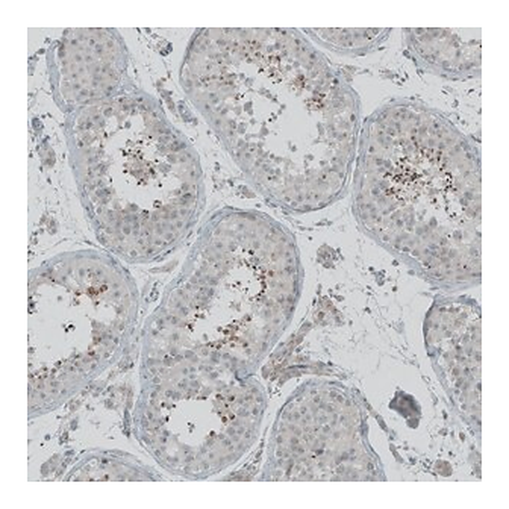 Merck Anti-FBF1 antibody produced in rabbit