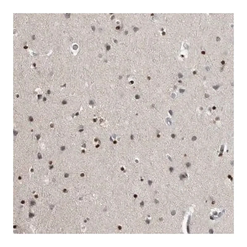 Merck Anti-EVI5 antibody produced in rabbit