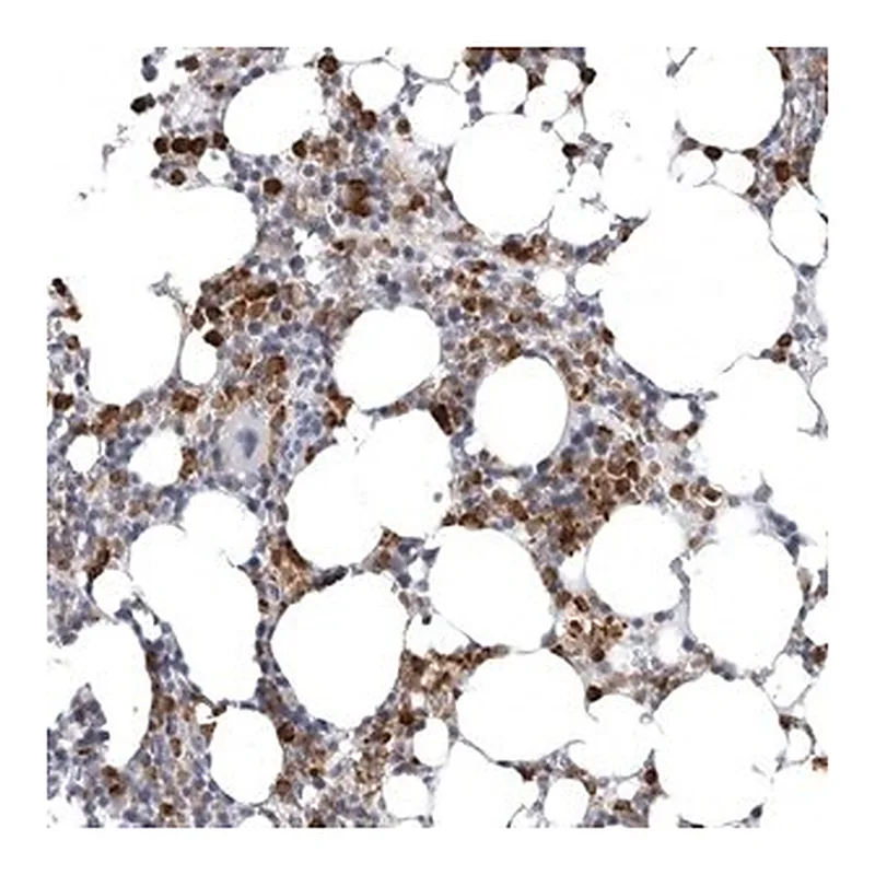Merck Anti-STAP2 antibody produced in rabbit