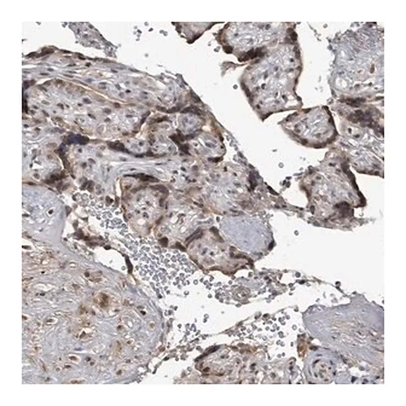 Merck Anti-C8orf58 antibody produced in rabbit